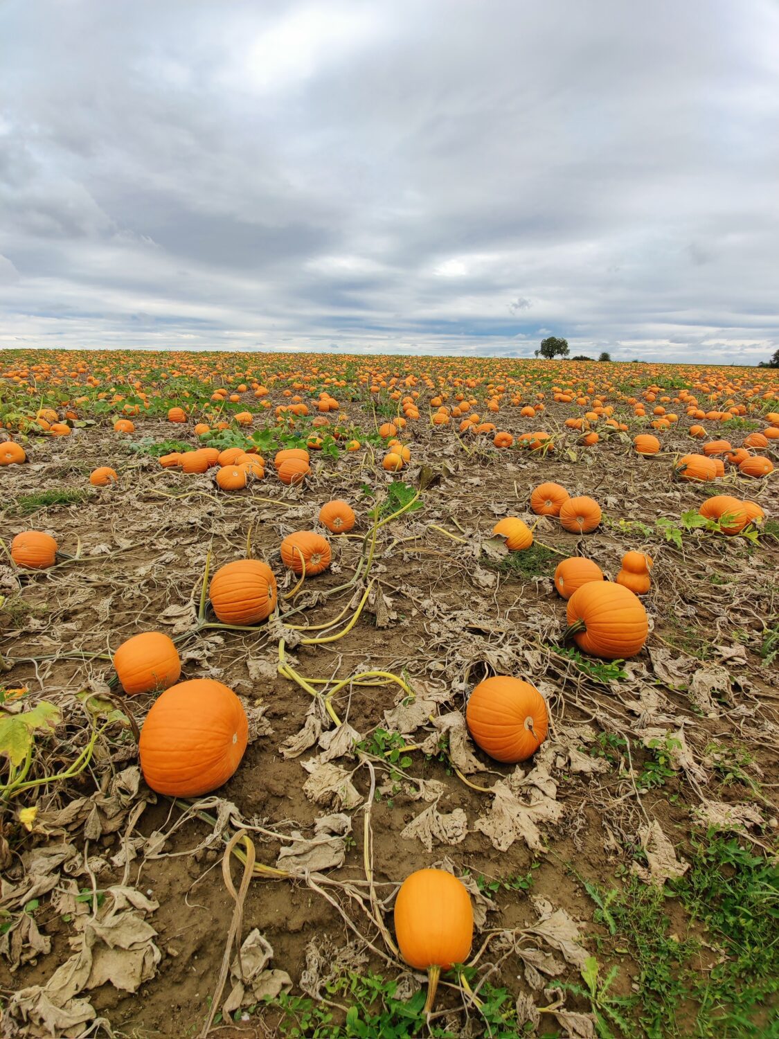 Kürbis herbst kürbispüree pumpkin rezept