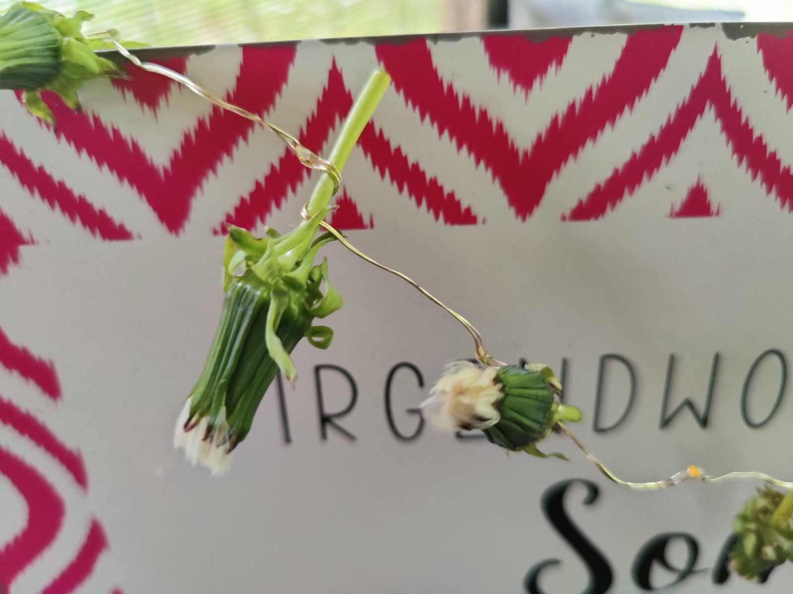 pusteblumen geschlossen haltbar kette zauber löwenzahn diy