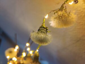 Mehr über den Artikel erfahren Eine Lichterkette aus echten Pusteblumen – Magie aus der Wiese
